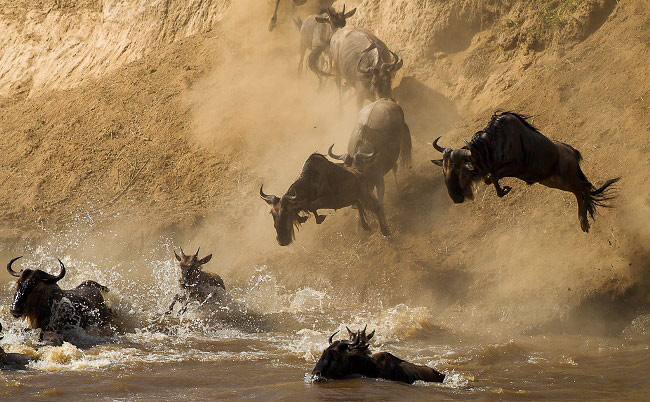 Photograph of Blue Wildebeest Migration