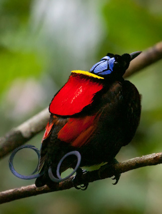 Photograph of Wilson's Bird-of-paradise