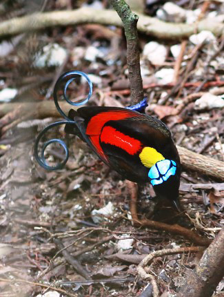 Photograph of Wilson's Bird-of-paradise