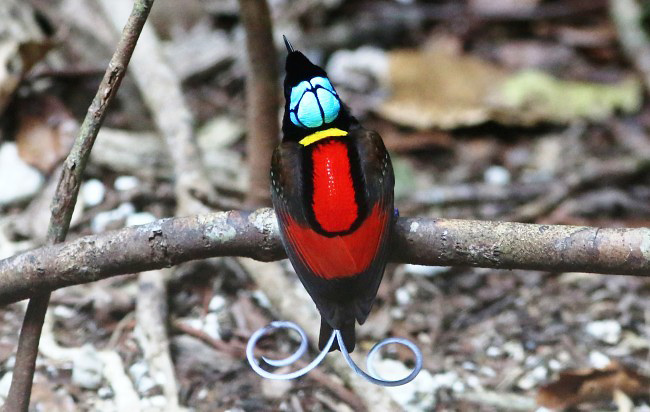 Photograph of Wilson's Bird-of-paradise