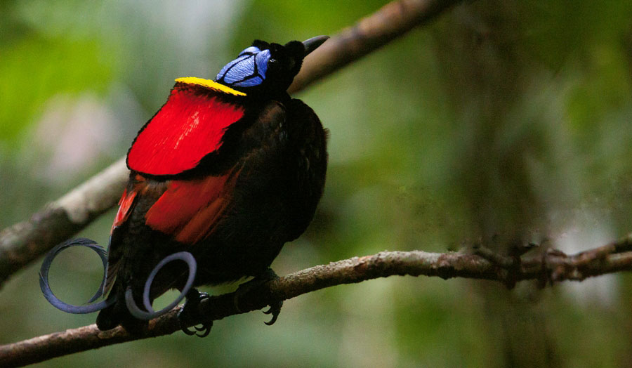 Photograph of Wilson's Bird-of-paradise