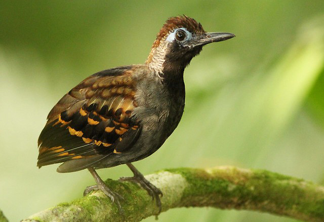 Photograph of Wing-banded Antbird