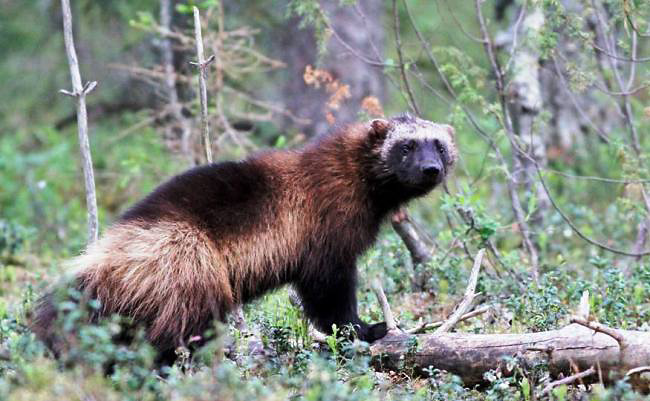 Photograph of Wolverine
