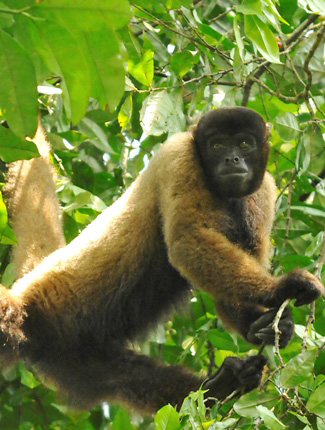 Photograph of Woolly Monkey