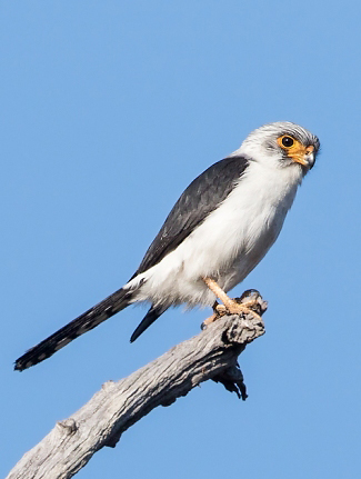 Photograph of White-rumped Pygmy-falcon