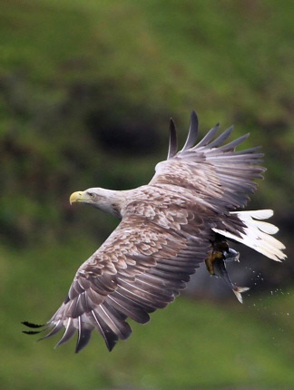 Photograph of White-tailed Eagle