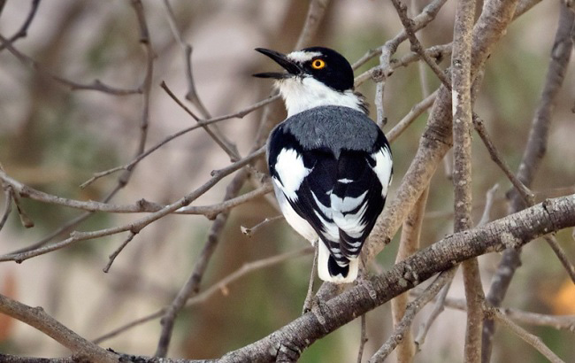 Photograph of Ground Batis (White-tailed Shrike)