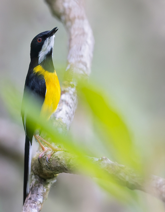Photograph of White-winged Apalis