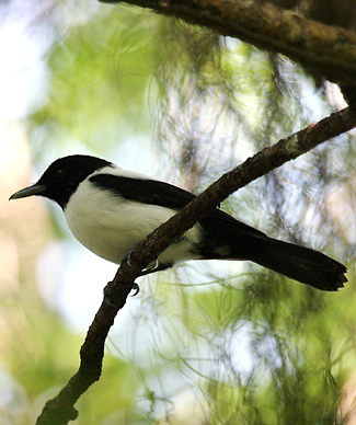 Photograph of Yap Monarch