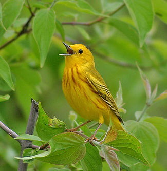 Photograph of Yellow Warbler