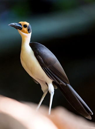 Photograph of White-necked Rockfowl