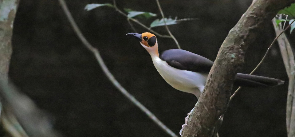 White-necked Rockfowl