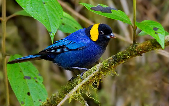 Photograph of Yellow-scarfed Tanager