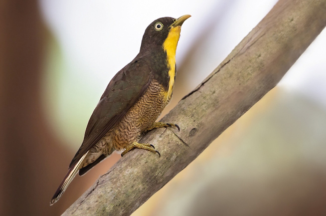 Photograph of Yellow-throated Cuckoo