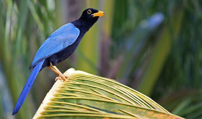 Photograph of Yucatan Jay