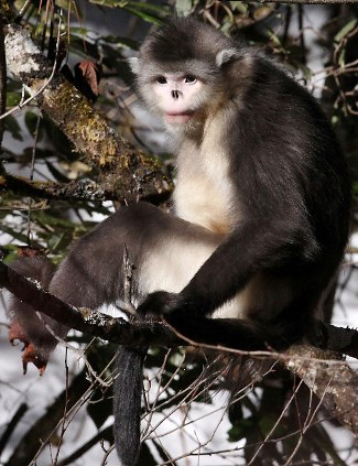 Photograph of Yunnan Snub-nosed Monkey